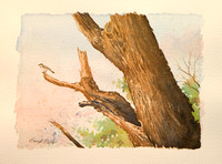 "bird on a limb." Original watercolor. Image 9.5" x 7". Unframed $150.