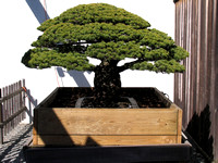 This Japanese White Pine began as a bonsai in 1626. It survived the attack on Hiroshima, Japan.