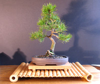 42. Pinus thundergiana. Japanese Black Pine (Mikawa).
