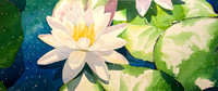 "water lily." Original watercolor. Image 21" x 9". Unframed $300.