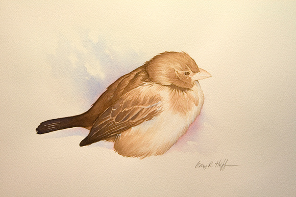 "sparrow." Original watercolor. Image 10" x 7". Unframed $400.